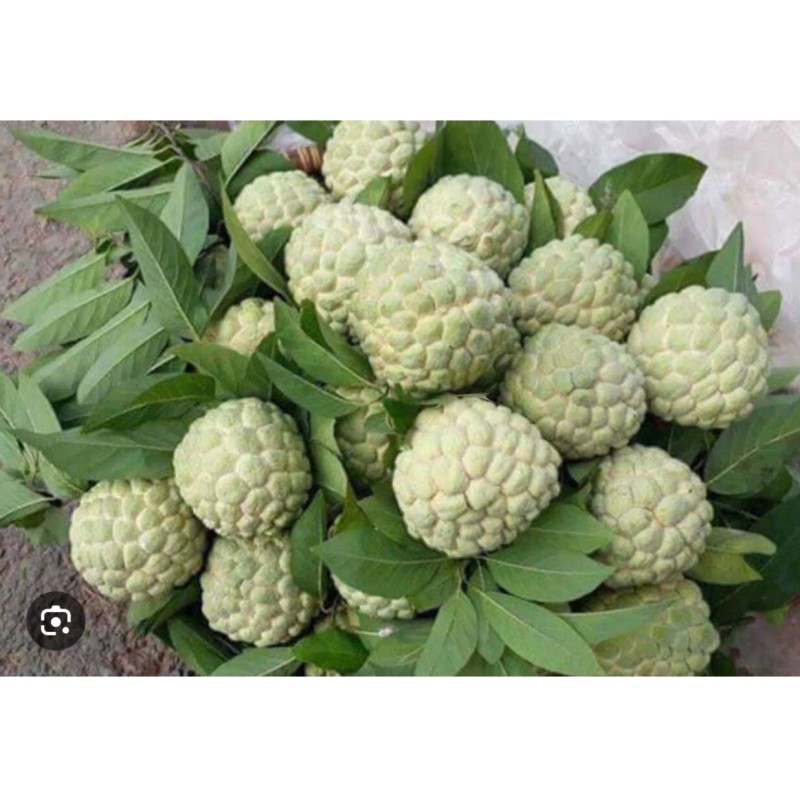 Tree 1 Sugar Apple Na Dai( Mãng Cầu Dai) 5"-7”