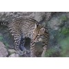 Handmade Ocelot Taxidermy Reference Photo Cd
