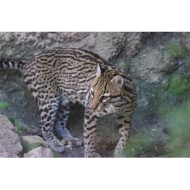 Handmade Ocelot Taxidermy Reference Photo Cd
