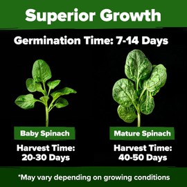 HOME GROWN Bloomsdale Spinach Seeds Pack – 352 High Germination Non-GMO Heirloom Spinach Seeds for Planting – Herb Seeds for Hydroponic and Gardens to Grow Spinach for Cooking (Spinacia oleracea)