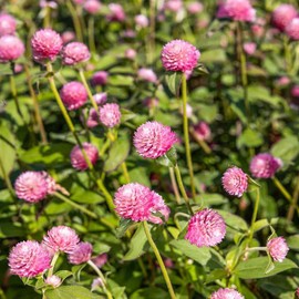 Outsidepride Salmon Gomphrena Seeds - 1000 Pcs Annual, Heat & Drought Tolerant, Pollinator Friendly Globe Amaranth Seeds for Planting w/Vibrant Round Blooms for Beds, Borders, and Arrangements