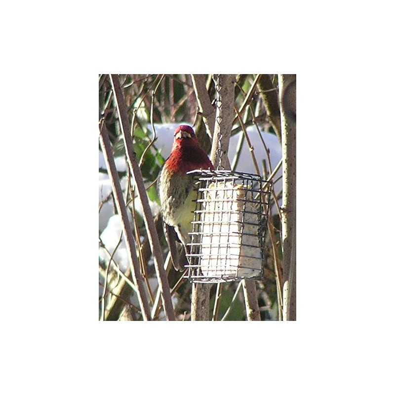 C&S Wild Bird Suet Basket, 1.5" D x 4.5" W