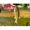 Rebel LIVEFLEX™ Hopper Soft Plastic - Summer Hopper - 1.75"