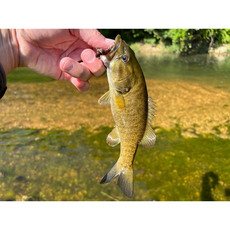 Rebel LIVEFLEX™ Hopper Soft Plastic - Summer Hopper - 1.75"