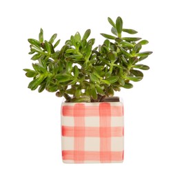 Sass & Belle Gingham Planter Pink
