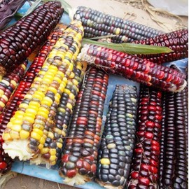 CEMEHA SEEDS - Corn Montana Mix Sweet Non GMO Vegetable for Planting