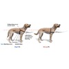 Softouch Concepts The Original Sense-ation No-Pull Dog Training Harness (Black,
