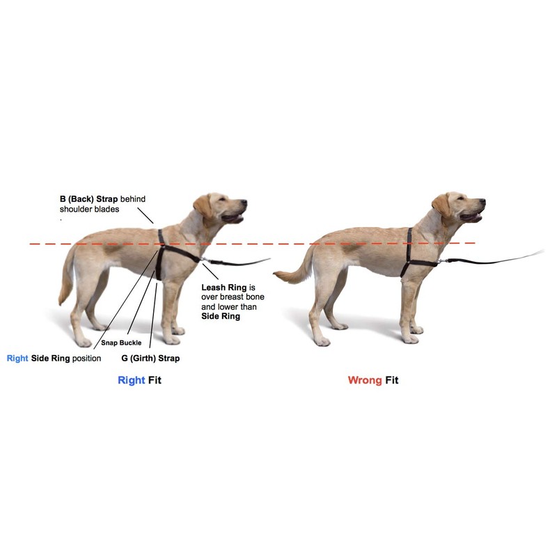 Softouch Concepts The Original Sense-ation No-Pull Dog Training Harness (Black,