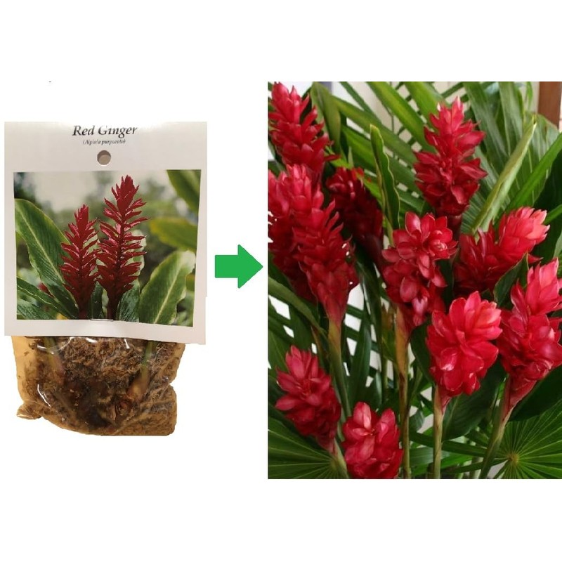 Ginger Plant Roots, Red, White, and Blue, 3 Pack, 2-4