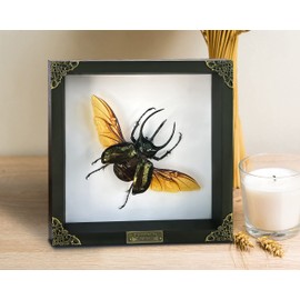 Real Framed Giant Atlas Beetle White Handmade Shadow Box Nametag Dried Bug Unique Insect Entomology Specimen Oddities Taxidermy Tabletop Wall Decoration Artwork Living Reading Gallery K22-67-TR