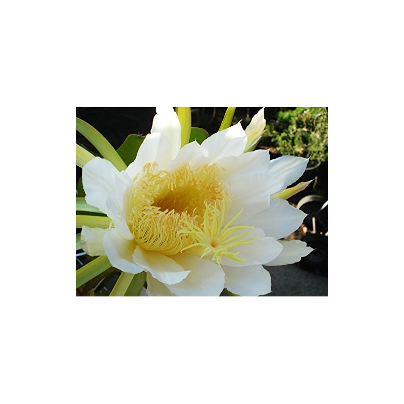 Red Dragon Fruit Live Plant Easy Growing Juicy Sweet