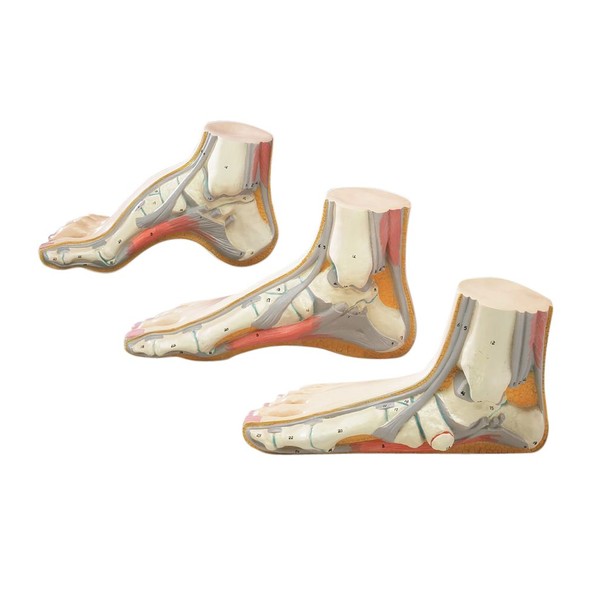 Foot Model Set - Flat Arched and Normal