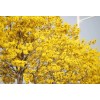Seed-Top 60 YellowTabebuia Seeds Trumpet Tree Handroanthus chrysotrichus Rare Tree