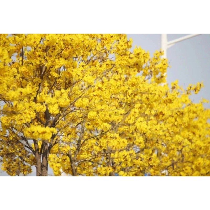 Seed-Top 60 YellowTabebuia Seeds Trumpet Tree Handroanthus chrysotrichus Rare Tree