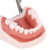 28 Piezas de Dientes Extraíbles, Diseño Extraíble de Plástico Duradero,