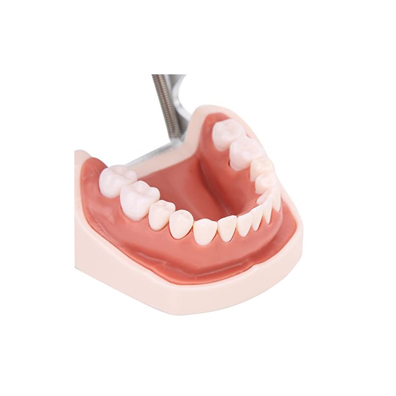 28 Piezas de Dientes Extraíbles, Diseño Extraíble de Plástico Duradero,