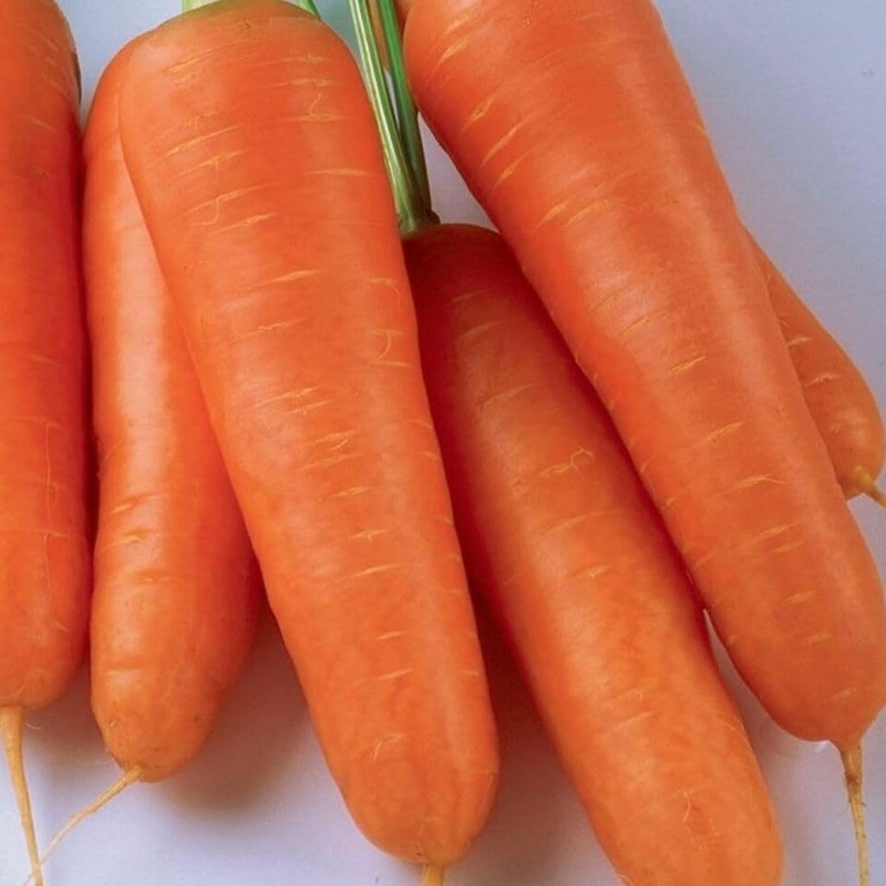 5000 KURODA Shin Carrot Seeds Heirloom - Non-GMO - Always