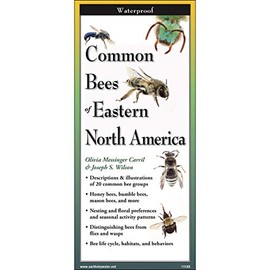 Common Bees of Eastern North America