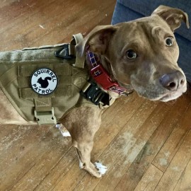 Unbranded Armadillo Patrol Embroidered Patch with Hook Fastener Available - Hook Fastener, Custom Colors