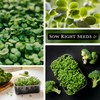 Sow Right Seeds - Broccoli Microgreen Seed for Growing -