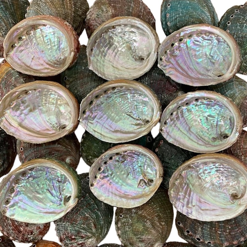NESSASTORES 20 Abalone Shells 2.5-3.5 Inches | Natural Abalone Shell