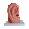 Axis Scientific Human Ear Model, 5 Times Enlarged 4 Dimensional