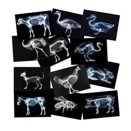 Animal X-Ray Set, Educational Science Kit, Light Table Accessory for Children (Farm Animals)