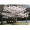Tree 3 Pack of Yoshino Cherry Trees 6-12' in 3"
