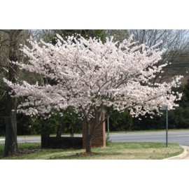 Tree 3 Pack of Yoshino Cherry Trees 6-12' in 3" pots