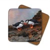 Puffins Beak Bashing Drinks Coasters by Wildlife Artist Julian Friers