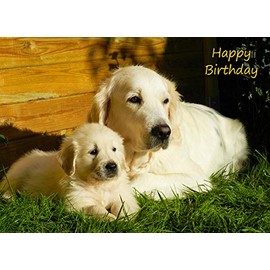 Golden Retriever Birthday Card