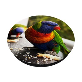 Colored Parrot Parakeet Tropic Bird Exotic Pet