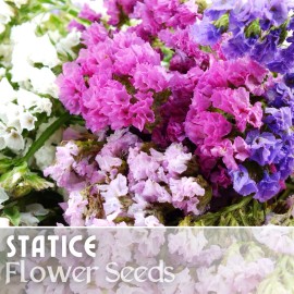 Statice Seeds - 85 Seeds - Garden Bloom Flower Seed Flowers Garden Limonium - Peach Fusion