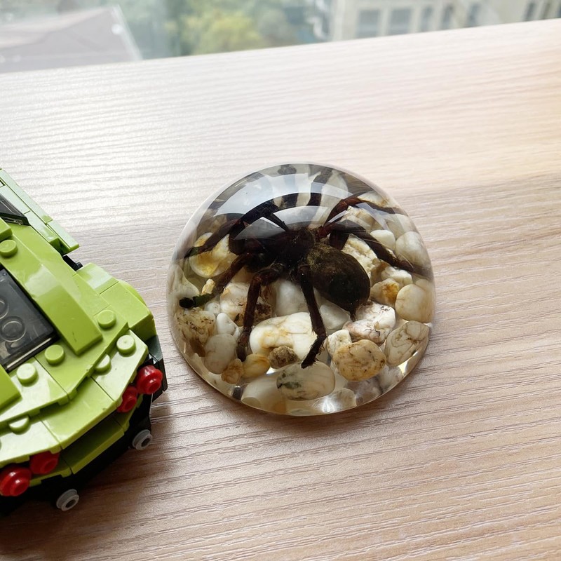 Real Spider Specimens in Resin Paperweight Crafts, Animal Taxidermy Collection