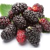100 Jumbo Thornless Blackberry Seeds, Juicy , Sweet ,Healthy Fruit