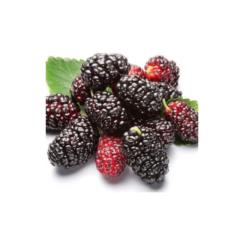 100 Jumbo Thornless Blackberry Seeds, Juicy , Sweet ,Healthy Fruit