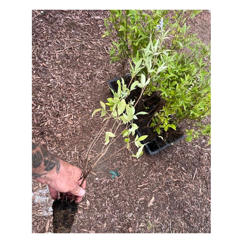 Vitex Chaste Berry - Live Plant - Chasteberry Chaste Tree