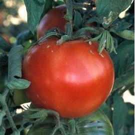 Tomato Bonny Best Great Garden Heirloom Vegetable 50 Seeds