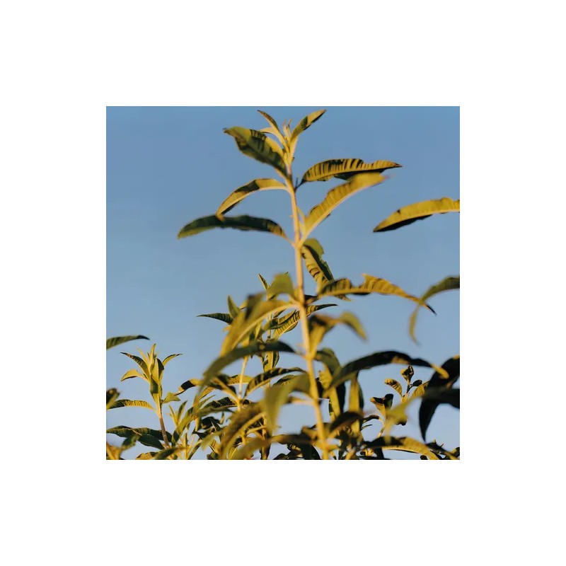 Jabón Karité Verbena, L'occitane