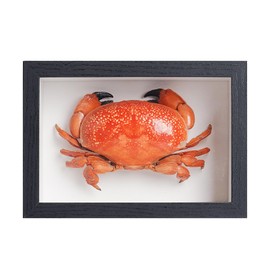 1st Heaven Framed Real Crab Taxidermy – Preserved Crab Specimen for Wall Art, Coastal Home Decor, or Educational Display (Atergatis integerrimus, 6.6 × 4.6 in)