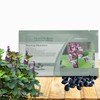 Outsidepride Green Lablab Hyacinth Bean Vine Seeds - 100 Pcs