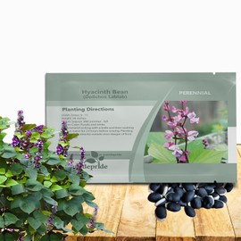 Outsidepride Green Lablab Hyacinth Bean Vine Seeds - 100 Pcs Perennial, Fast Growing Vegetable Seeds for Planting with Fragrant Foliage for Garden & Edible Flower and Pods for Culinary Uses