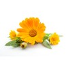 Calendula Oil. Calendula Officinalis. 100ml