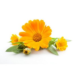 Calendula Oil. Calendula Officinalis. 100ml