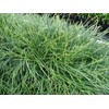 New and Healthy Standard MONDO GRASS ~ 18 pots (3.5")