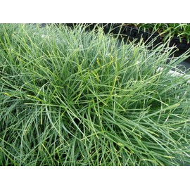 New and Healthy Standard MONDO GRASS ~ 18 pots (3.5") ~ Green Border Plant ~ Ground cover