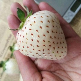 JQBay Milk Strawberry Seeds – 200 Seeds – Non-GMO Perennial Variety for Home Gardens