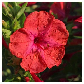 Everwilde Farms - 1 Lb Red Four O' Clock Wildflower Seeds - Gold Vault