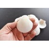 Set of 25 White Florida Gulf Scallop Shells (about 2"/50mm)