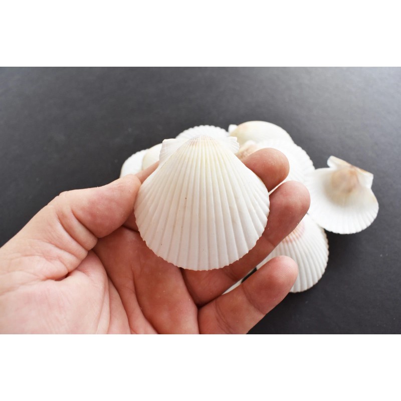 Set of 25 White Florida Gulf Scallop Shells (about 2"/50mm)